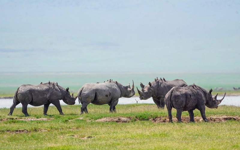 Rare black rhinoceros on the Ngorongoro Crater floor