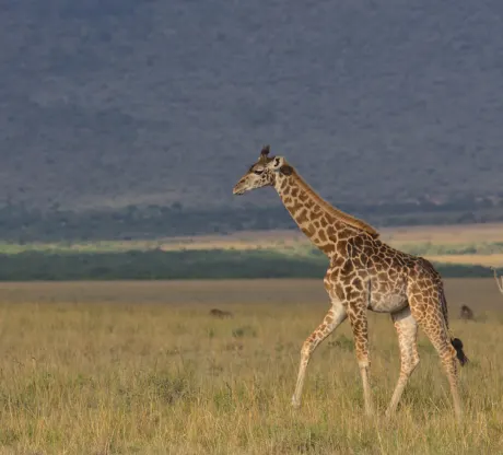 Masai Mara Moments