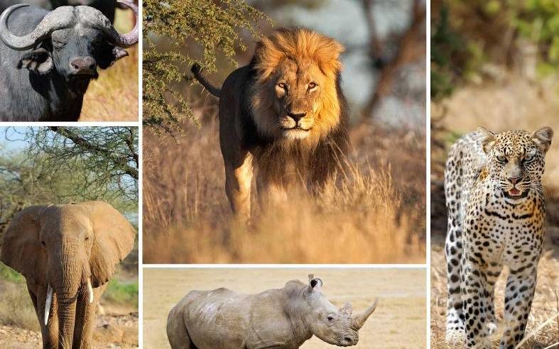Big 5 Safari in Kenya