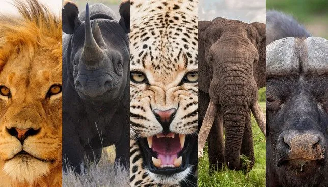 Big Five wildlife lion leopard elephant buffalo Serengeti