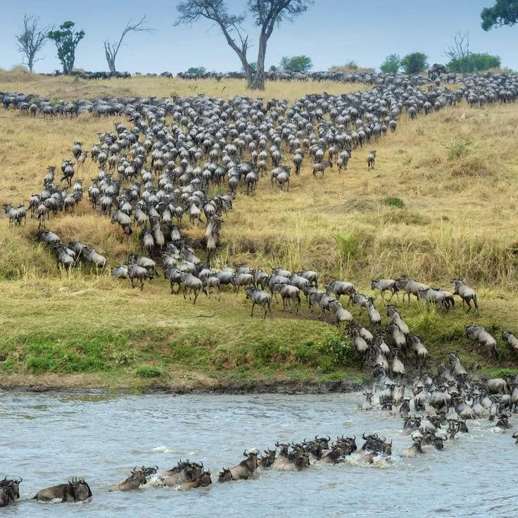 Great Migration Serengeti 2026 wildebeest herd crossing Mara River Tanzania