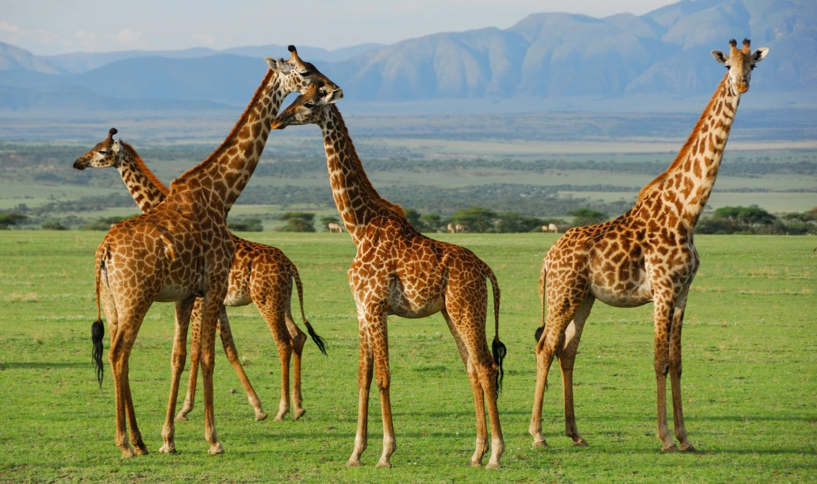Best time to visit Serengeti month by month safari guide wildlife migration weather