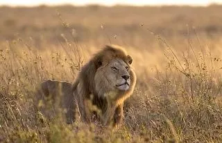 Serengeti National Park overview endless plains and wildlife
