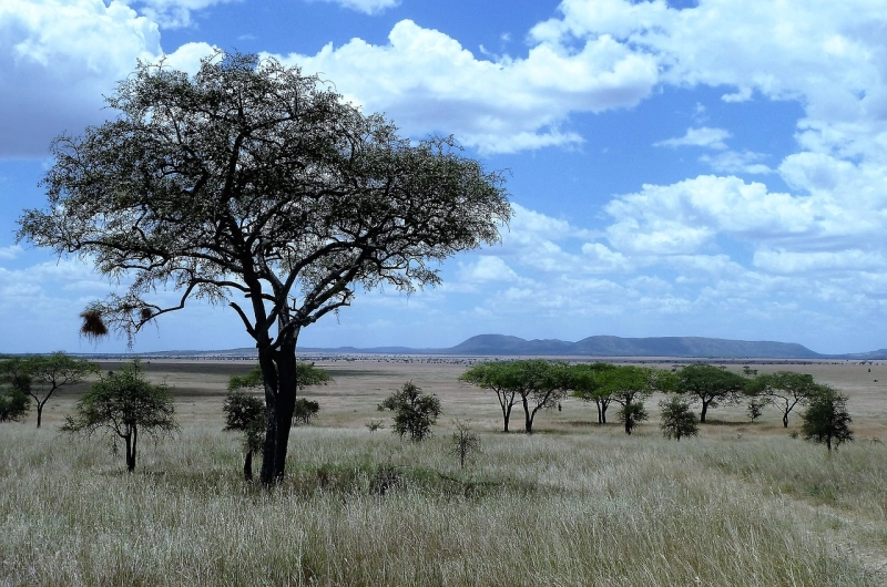 Serengeti seasons overview dry wet season wildlife migration