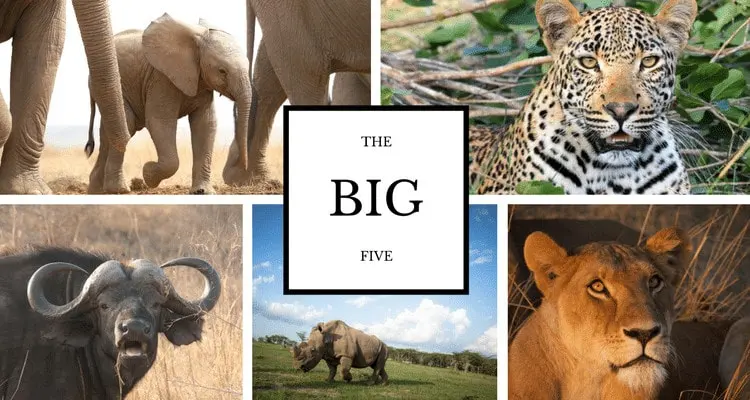 Tanzania's Big Five Expedition