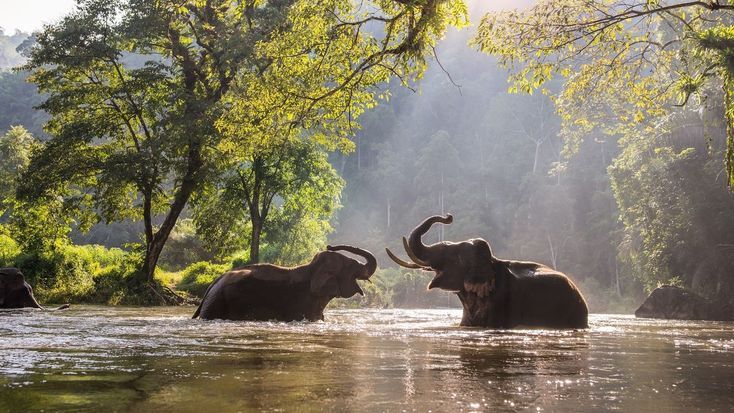 Tanzania safari landscape with wildlife