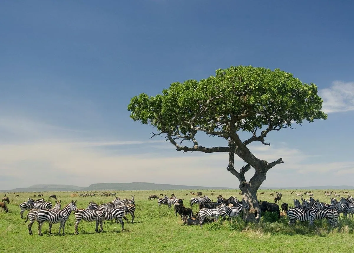 Serengeti endless plains golden grasslands acacia trees