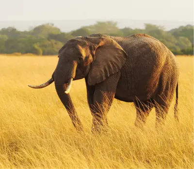 Masai Mara wildlife
