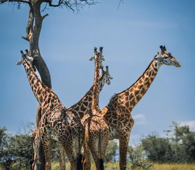 Safari planning